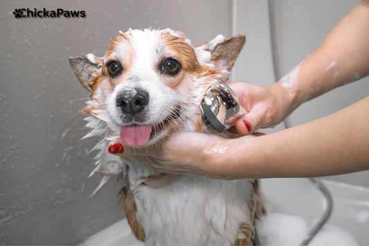 🐾How to Bathe a Dog That’s Afraid of Water — Step-by-Step with Love and Patience