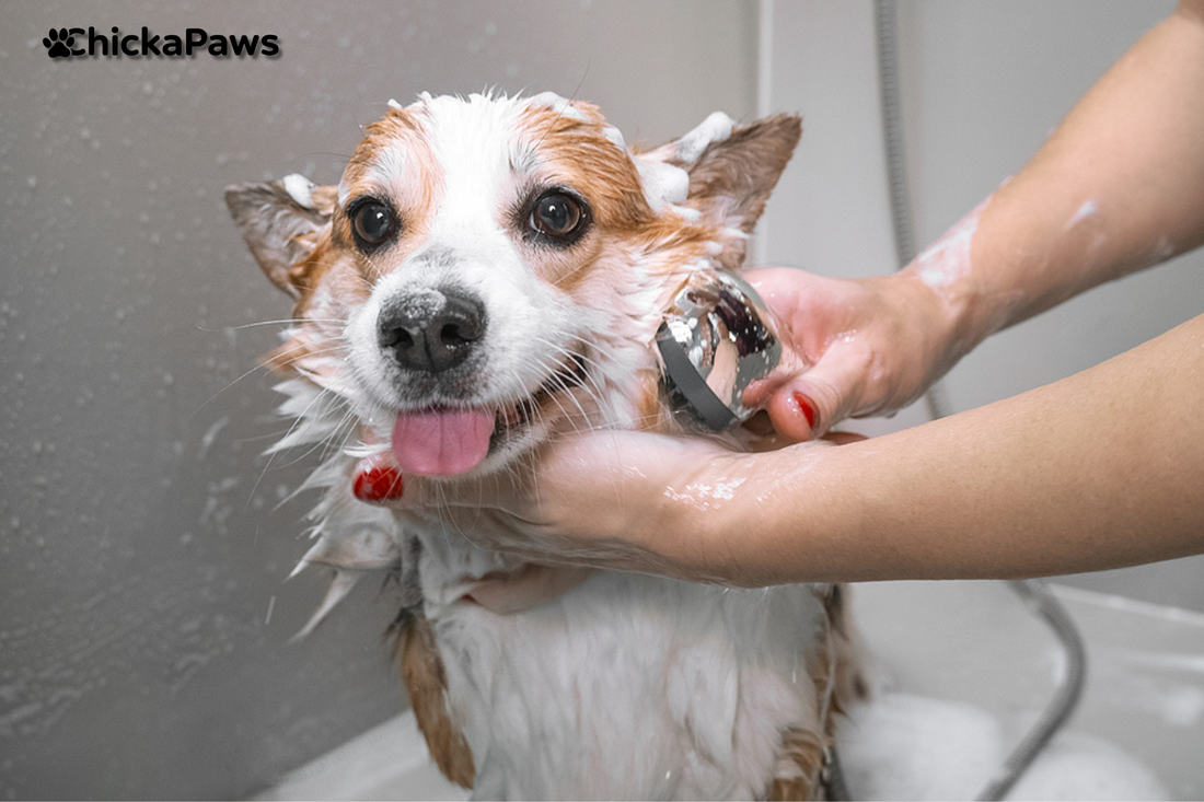 🐾How to Bathe a Dog That’s Afraid of Water — Step-by-Step with Love and Patience