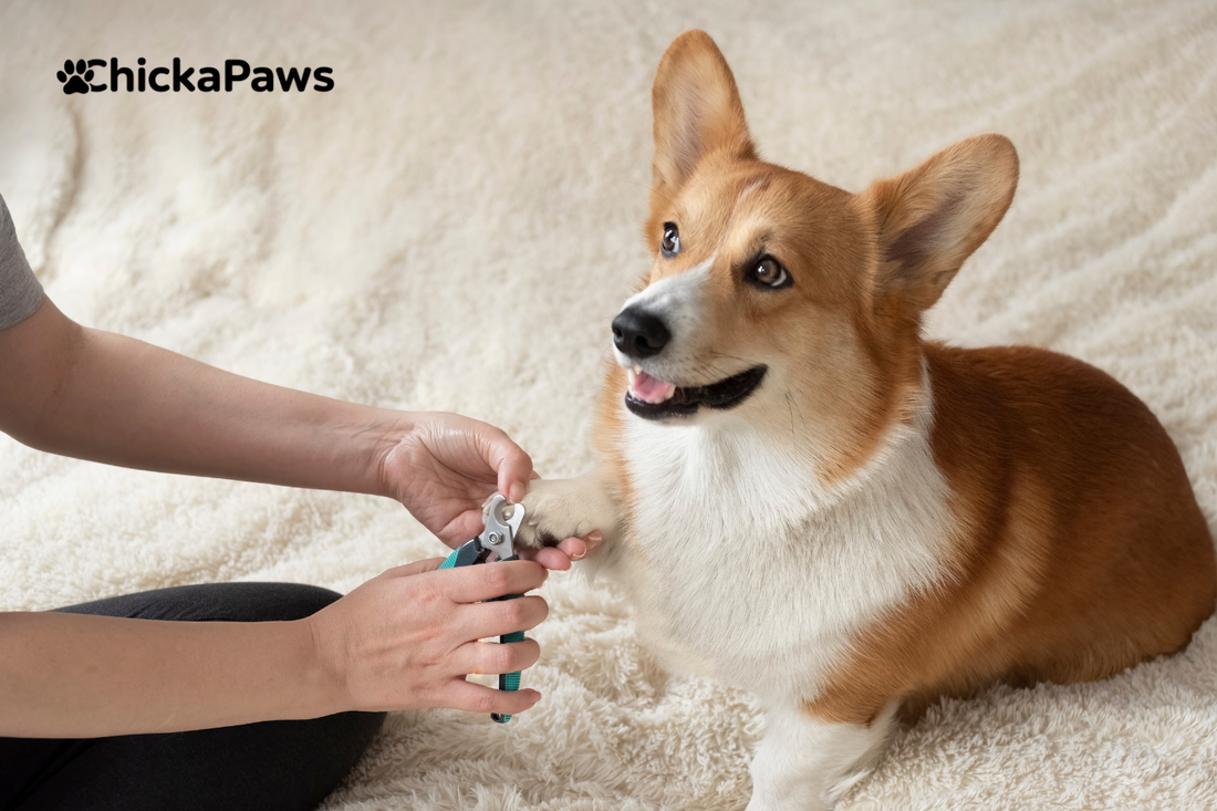 🐾 How Often Should You Trim Your Small Dog’s Nails? The Complete Paw Care Guide for Loving Pet Parents